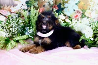Betty Lt.Pink, a female Miniature Bernedoodle for sale in Dothan, AL – 3 of 10