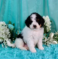 J'adore, a female Miniature Bernedoodle for sale in Dothan, AL – 4 of 10