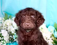 Caleb, a male Poodle - Miniature  for sale in Dothan, AL – 8 of 10
