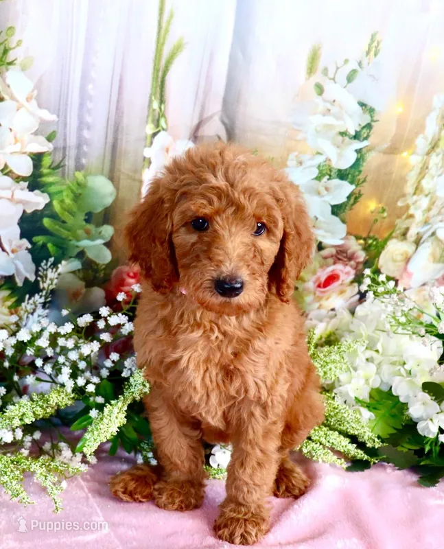 Ella – Poodle - Standard  puppy for sale in Dothan, AL