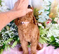 Ella, a female Poodle - Standard  for sale in Dothan, AL – Photo 4 of 7