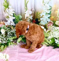 Ella, a female Poodle - Standard  for sale in Dothan, AL – Photo 5 of 7