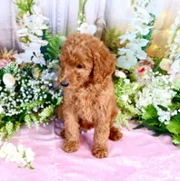 Ella, a female Poodle - Standard  for sale in Dothan, AL – Photo 2 of 7