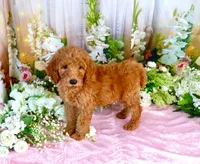 Ella, a female Poodle - Standard  for sale in Dothan, AL – Photo 3 of 7