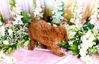 Ella, a female Poodle - Standard  for sale in Dothan, AL – Photo 6 of 7