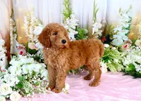 Ella, a female Poodle - Standard  for sale in Dothan, AL – Photo 7 of 7