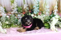 Becky Pink, a female Miniature Bernedoodle for sale in Dothan, AL – 7 of 10