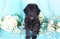 Cali, a female Poodle - Miniature  for sale in Dothan, AL – 10 of 10