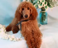 processed/7452b8a1-6a5d-45ec-aa67-33b726ded4ea/listing/b939ea20-4099-4a5d-8bfe-9587a92e5711/33743bcd-dc81-4260-99c6-cf8406634444