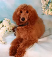 processed/7452b8a1-6a5d-45ec-aa67-33b726ded4ea/listing/b939ea20-4099-4a5d-8bfe-9587a92e5711/54a00f6f-e127-4ad7-8f50-58e357907890