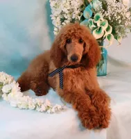 processed/7452b8a1-6a5d-45ec-aa67-33b726ded4ea/listing/b939ea20-4099-4a5d-8bfe-9587a92e5711/5519f116-7932-47f6-bb32-b3752170305c