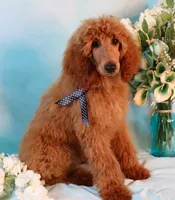 processed/7452b8a1-6a5d-45ec-aa67-33b726ded4ea/listing/b939ea20-4099-4a5d-8bfe-9587a92e5711/b0503580-1d7a-4006-8b01-9e22c7bd514e