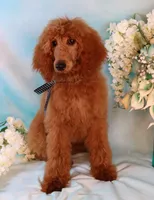 processed/7452b8a1-6a5d-45ec-aa67-33b726ded4ea/listing/b939ea20-4099-4a5d-8bfe-9587a92e5711/c1346032-6285-4b0e-a94b-9aa69d1c06fc