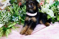Betty Lt.Pink, a female Miniature Bernedoodle for sale in Dothan, AL – 2 of 10