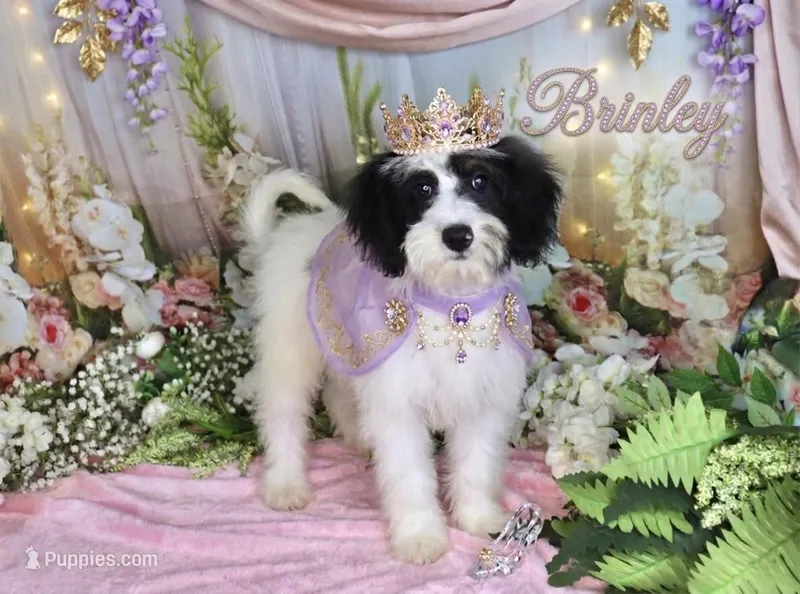 Brinley Purple – Poodle - Miniature , Miniature Bernedoodle puppy for sale in Dothan, AL