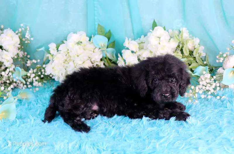 Capri – Poodle - Miniature  puppy for sale in Dothan, AL
