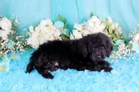 Capri, a female Poodle - Miniature  for sale in Dothan, AL – 1 of 10