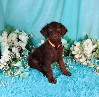 Carlton, a male Poodle - Miniature  for sale in Dothan, AL – 7 of 10