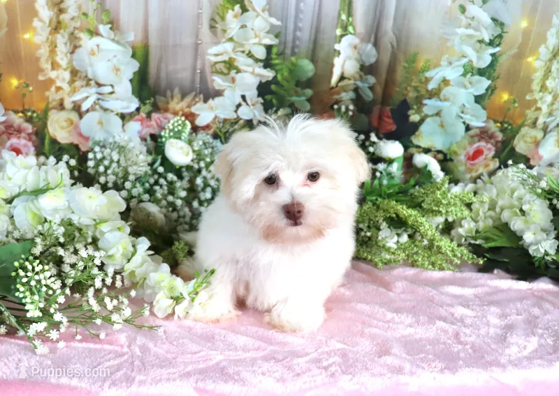 Sugar – Havanese puppy for sale in Dothan, AL