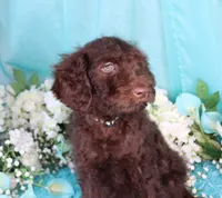 Caleb, a male Poodle - Miniature  for sale in Dothan, AL – 3 of 10