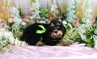 Bobby Green, a male Miniature Bernedoodle for sale in Dothan, AL – 6 of 10