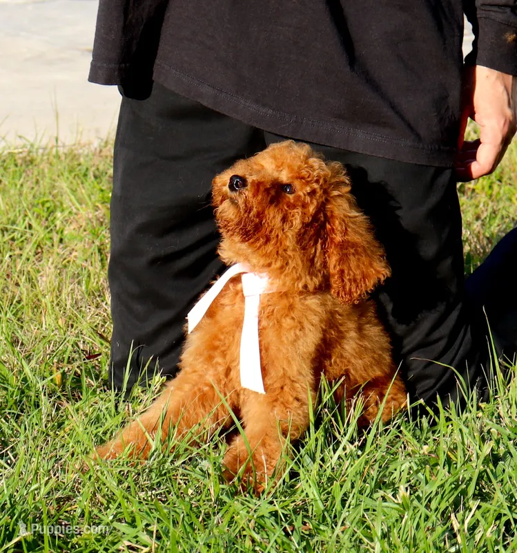 Mitzi – Poodle - Standard  puppy for sale in Dothan, AL