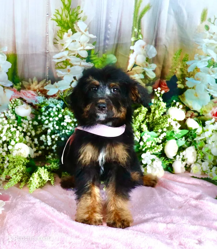 Betty Lt.Pink – Miniature Bernedoodle puppy for sale in Dothan, AL