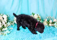 Cali, a female Poodle - Miniature  for sale in Dothan, AL – 9 of 10