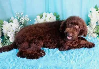 Chocolate Dallas, a male Poodle - Miniature  for sale in Dothan, AL – 2 of 5