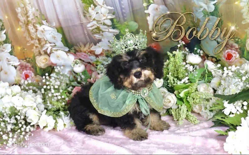 Bobby Green – Poodle - Miniature , Miniature Bernedoodle puppy for sale in Dothan, AL