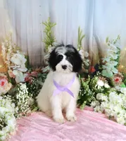 Brinley Purple, a female Miniature Bernedoodle for sale in Dothan, AL – 8 of 10