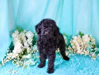 Cali, a female Poodle - Miniature  for sale in Dothan, AL – 4 of 10