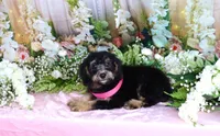 Becky Pink, a female Miniature Bernedoodle for sale in Dothan, AL – 3 of 10