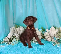 Carlton, a male Poodle - Miniature  for sale in Dothan, AL – 4 of 10