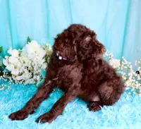 Cathy, a female Poodle - Miniature  for sale in Dothan, AL – 3 of 10