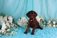 Carlton, a male Poodle - Miniature  for sale in Dothan, AL – 8 of 10