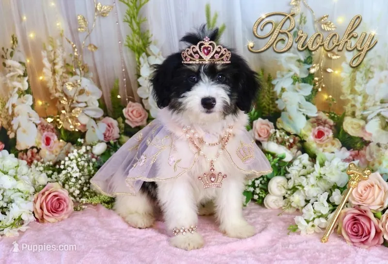 Brooky Red Small Girl – Poodle - Miniature , Miniature Bernedoodle puppy for sale in Dothan, AL