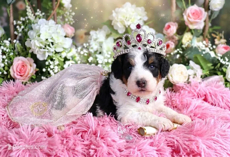 J'adore – Miniature Bernedoodle puppy for sale in Dothan, AL