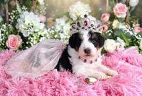 J'adore, a female Miniature Bernedoodle for sale in Dothan, AL – 8 of 10