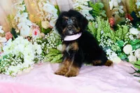Betty Lt.Pink, a female Miniature Bernedoodle for sale in Dothan, AL – 7 of 10