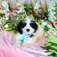 Benny Lt. Blue, a male Miniature Bernedoodle for sale in Dothan, AL – 10 of 10