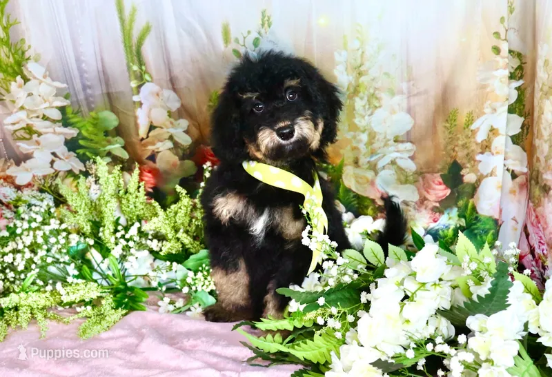 Bessy Yellow – Miniature Bernedoodle puppy for sale in Dothan, AL