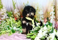 Bessy Yellow, a female Miniature Bernedoodle for sale in Dothan, AL – 2 of 10