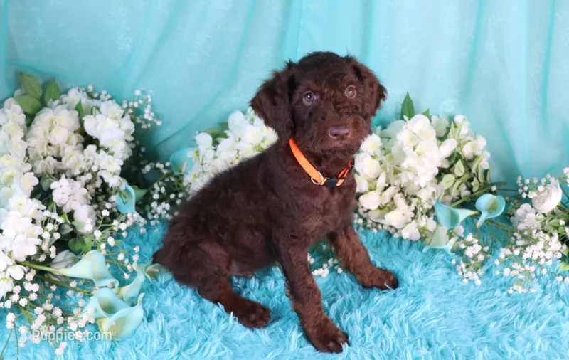 Carlton – Poodle - Miniature  puppy for sale in Dothan, AL