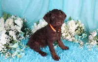 Carlton, a male Poodle - Miniature  for sale in Dothan, AL – 1 of 10