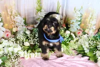 Billy Blue, a male Miniature Bernedoodle for sale in Dothan, AL – 3 of 10