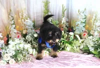 Billy Blue, a male Miniature Bernedoodle for sale in Dothan, AL – 6 of 10
