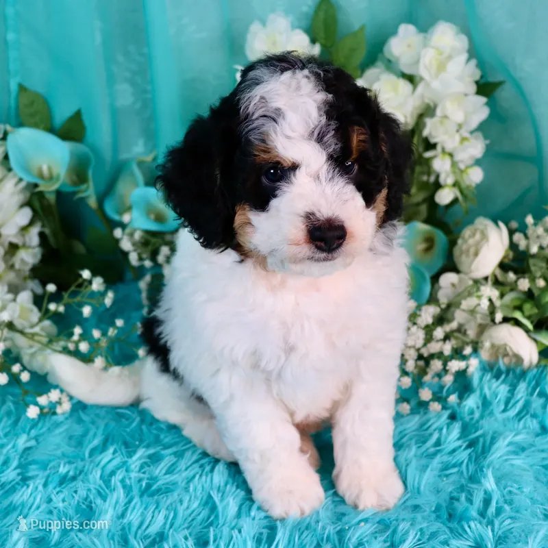 J'adore – Miniature Bernedoodle puppy for sale in Dothan, AL