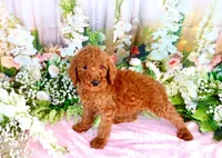 Elvis, a male Poodle - Standard  for sale in Dothan, AL – Photo 3 of 7