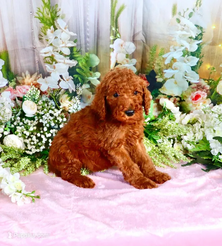 Elvis – Poodle - Standard  puppy for sale in Dothan, AL